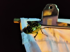 Cheirotonus formosanus