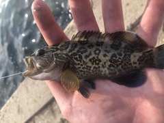 Mycteroperca microlepis