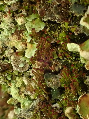 Crossocalyx hellerianus