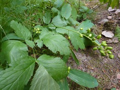 Actaea spicata
