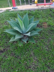 Agave mitis