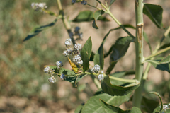 Lepidium latifolium