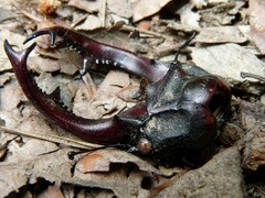 Lucanus cervus cervus