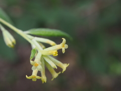 Wikstroemia sikokiana