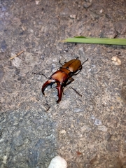 Cyclommatus scutellaris