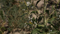Lepidium latifolium