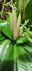 Miconia impetiolaris