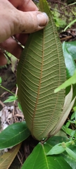 Miconia impetiolaris