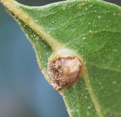 Andricus highlandensis