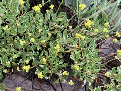 Eriogonum brevicaule