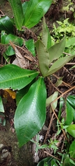 Miconia impetiolaris