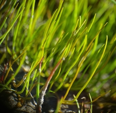 Pilularia globulifera