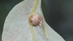 Andricus highlandensis