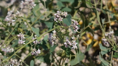 Cynanchum acutum