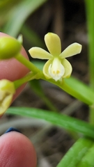 Prosthechea ochracea
