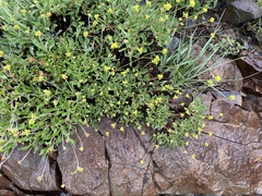 Eriogonum brevicaule
