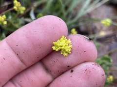 Eriogonum brevicaule