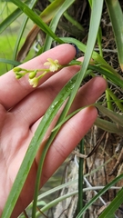 Prosthechea ochracea