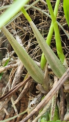 Prosthechea ochracea