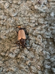 Trigonarthris subpubescens