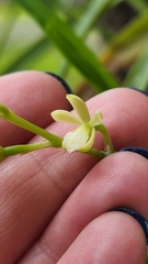 Prosthechea ochracea