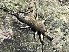 Petrobius