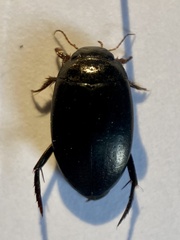 Agabus bipustulatus