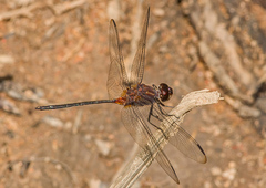 Orthemis attenuata