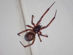 Steatoda nobilis