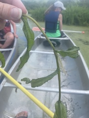 Potamogeton alpinus