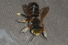 Megachile albitarsis