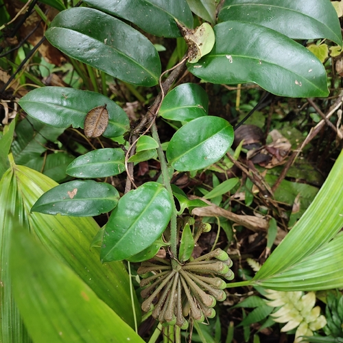 Image of Marcgravia umbellata by no rights reserved