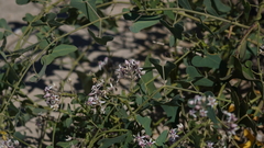 Cynanchum acutum