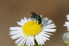 Hedychrum chalybaeum
