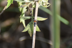 Habronattus forticulus