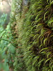 Paraleucobryum sauteri