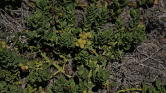 Magnoliopsida