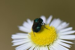 Hedychrum chalybaeum