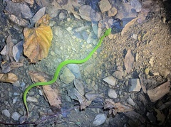 Trimeresurus guoi