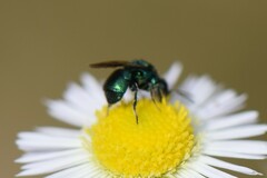Hedychrum chalybaeum