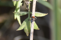 Habronattus forticulus