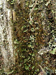 Crossocalyx hellerianus