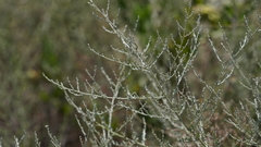 Artemisia