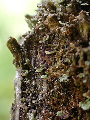 Crossocalyx hellerianus