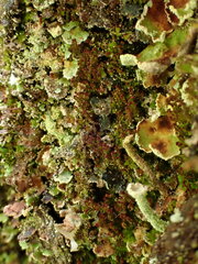 Crossocalyx hellerianus