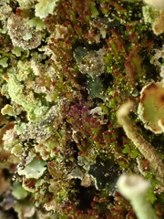 Crossocalyx hellerianus