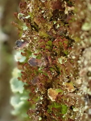 Crossocalyx hellerianus