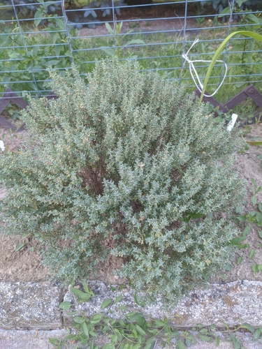 materina dúška obyčajná (Thymus vulgaris)