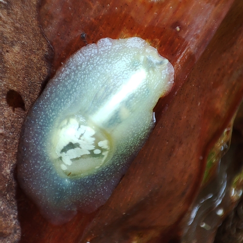 Pellicula depressa