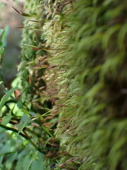 Paraleucobryum sauteri